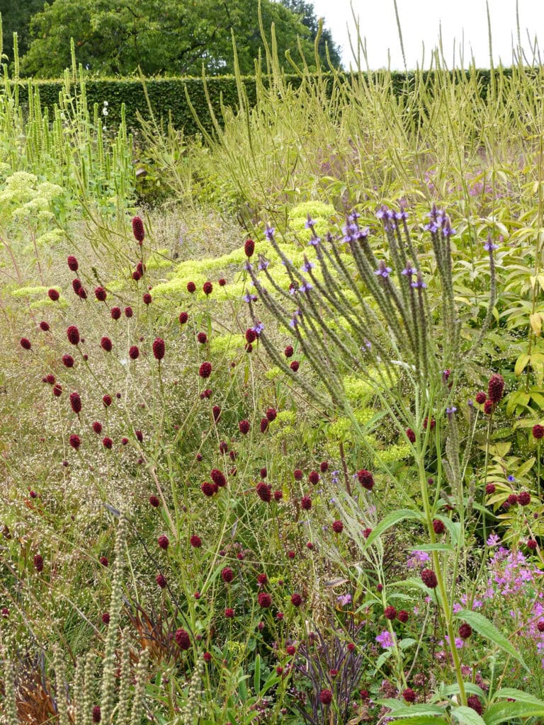 Natuurtuin met diverse bloemen en planten, kleurrijk en rustgevend, perfect voor ontspanning en natuurbeleving.
