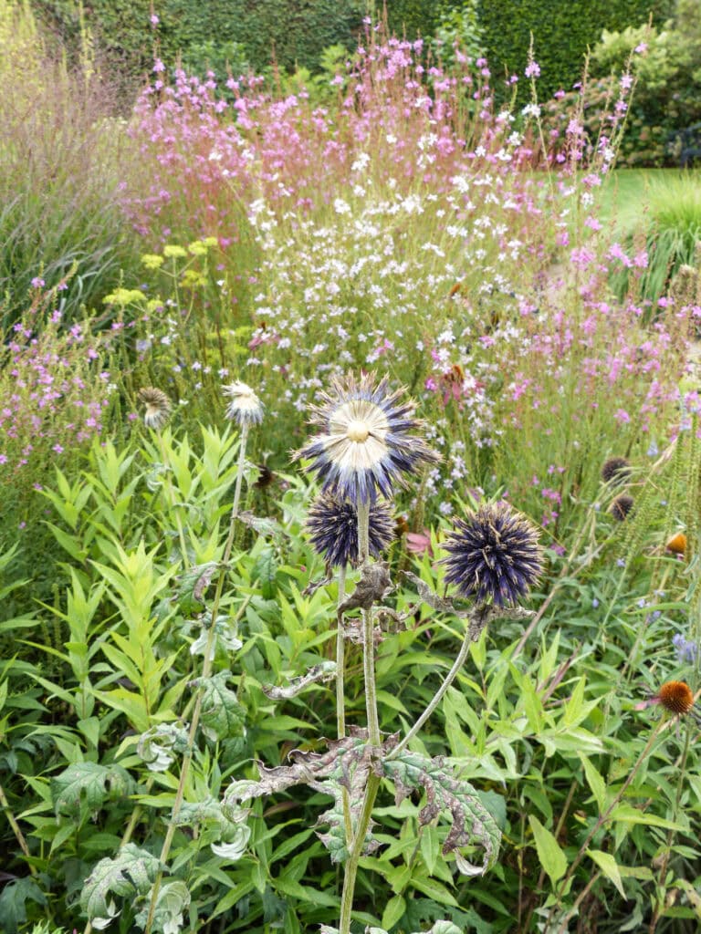 Gezicht op een kleurrijke tuin met diverse bloemen en planten, inclusief paarse, witte en gele bloemen, bij Studio REDD.